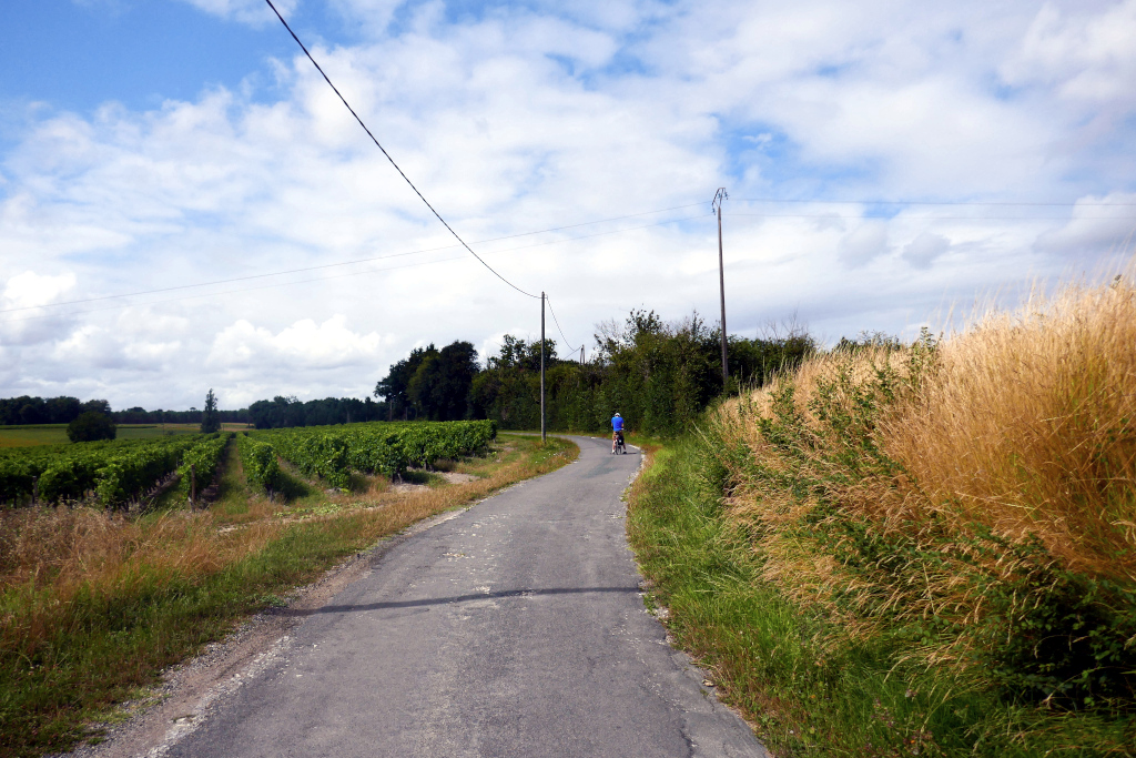 Route longeant un vignoble en faisant Bordeaux Jonzac à vélo