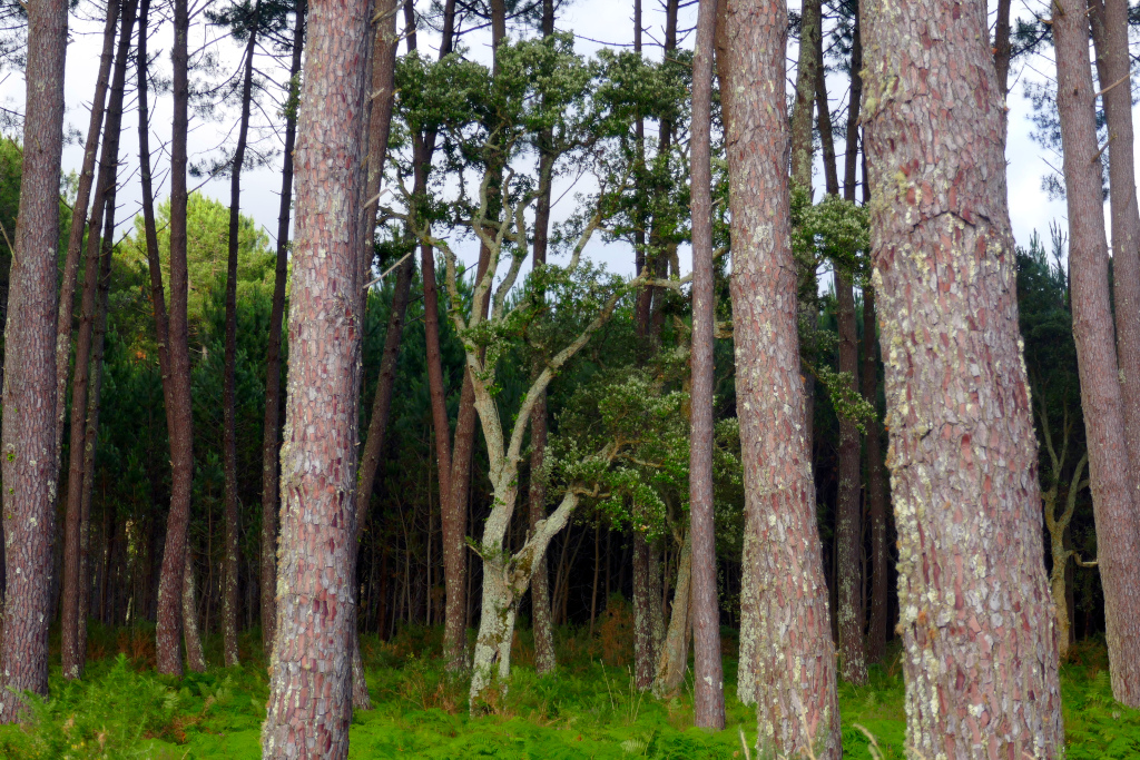 Un chêne au milieu des pins le long de la Vélodyssée