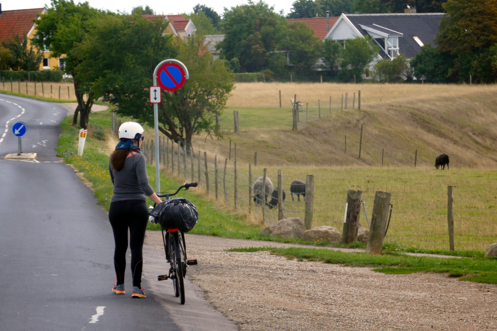 Des moutons rencontrés en faisant Hillerød Roskilde à vélo