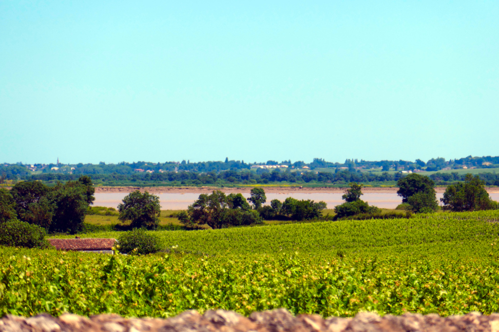 Pauillac Bordeaux à vélo et ses vues : des vignes surplombant l'estuaire de la Gironde