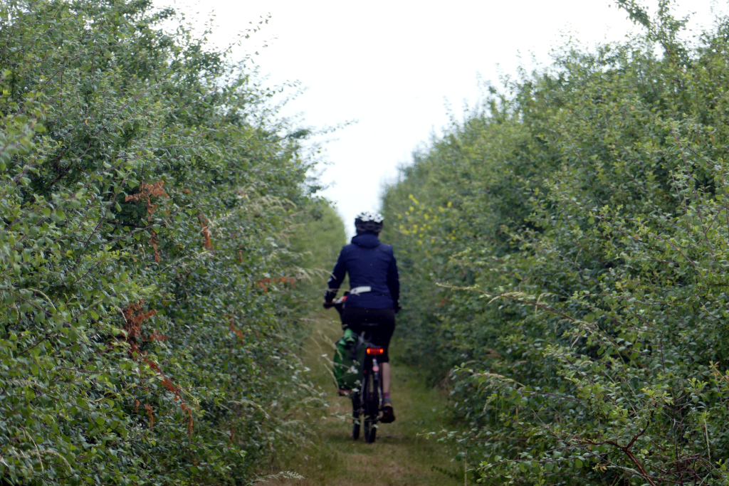 En faisant Pauillac Royan à vélo, on traverse parfois une végétation dense !