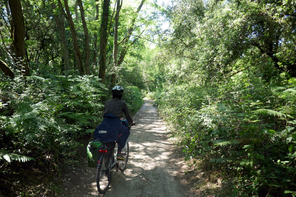 Encore une forêt sur l'itinéraire Royan Ile d'Oléron à vélo