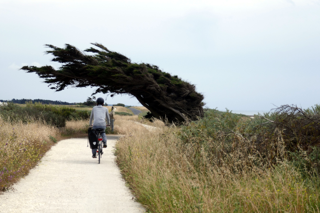 En repartant du nord de l'Ile d'Oléron à vélo, vous découvrirez l'anémomorphone