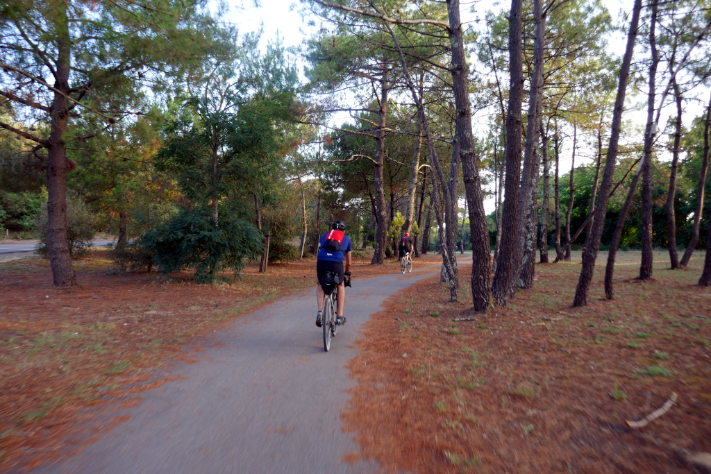 La Vendée à vélo et ses pins