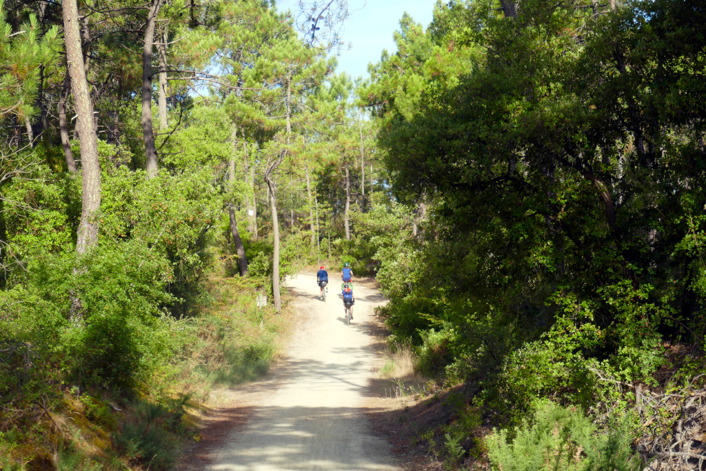 La Vélodyssée fait traverser la forêt de pins