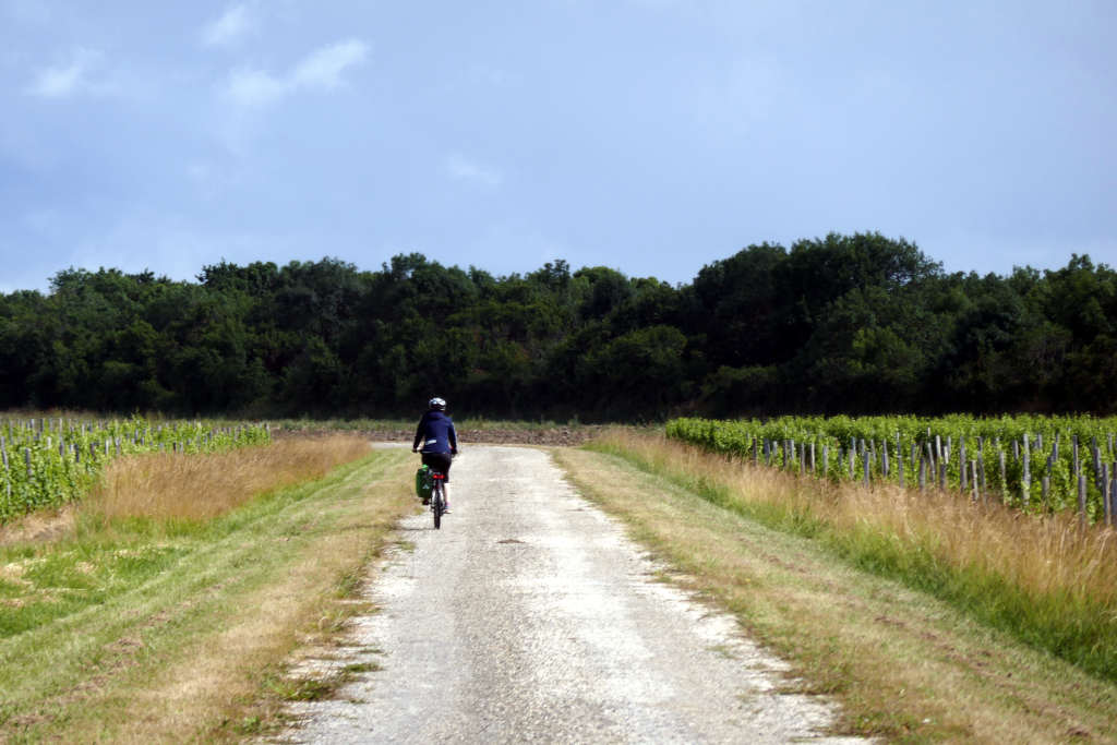 L'estuaire de la Gironde à vélo au milieu des vignes